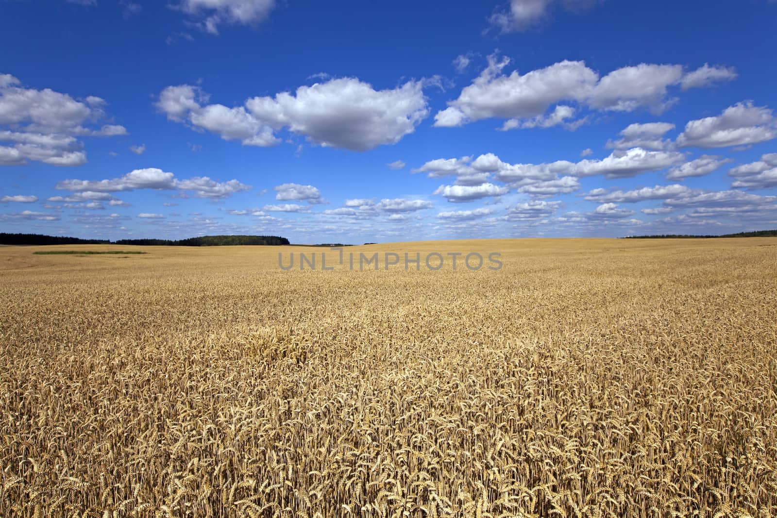   Agricultural field on which grow ripe wheat.