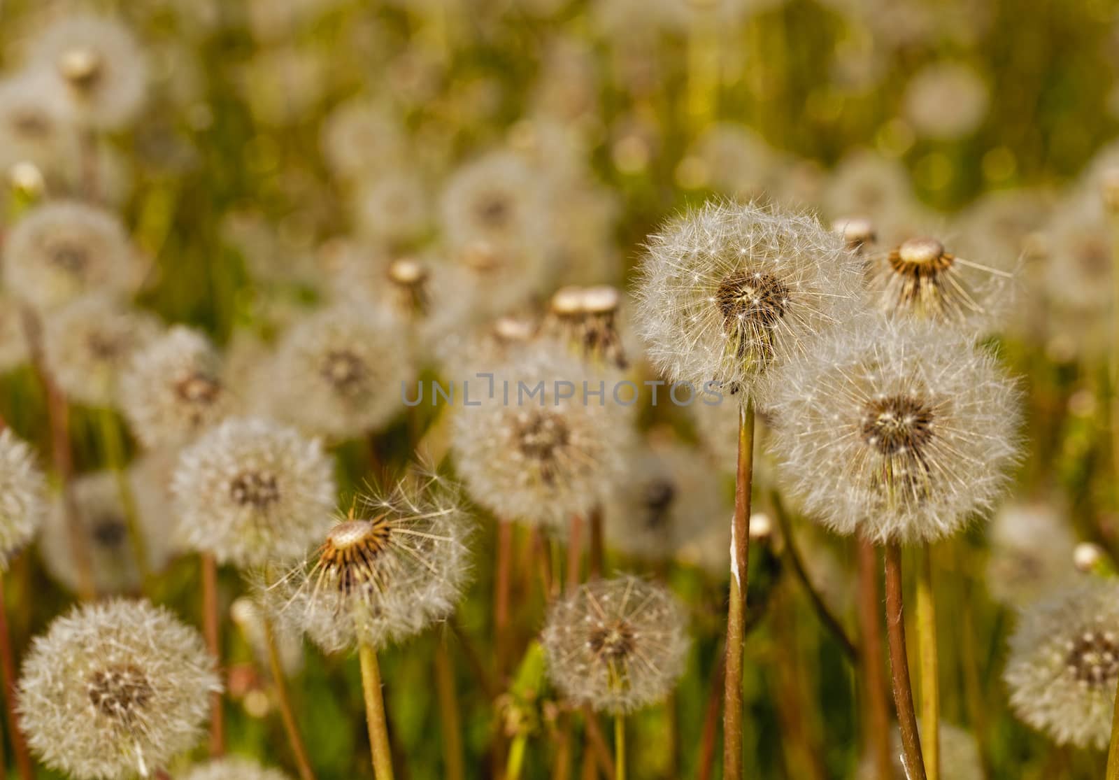 White dandelions   by avq