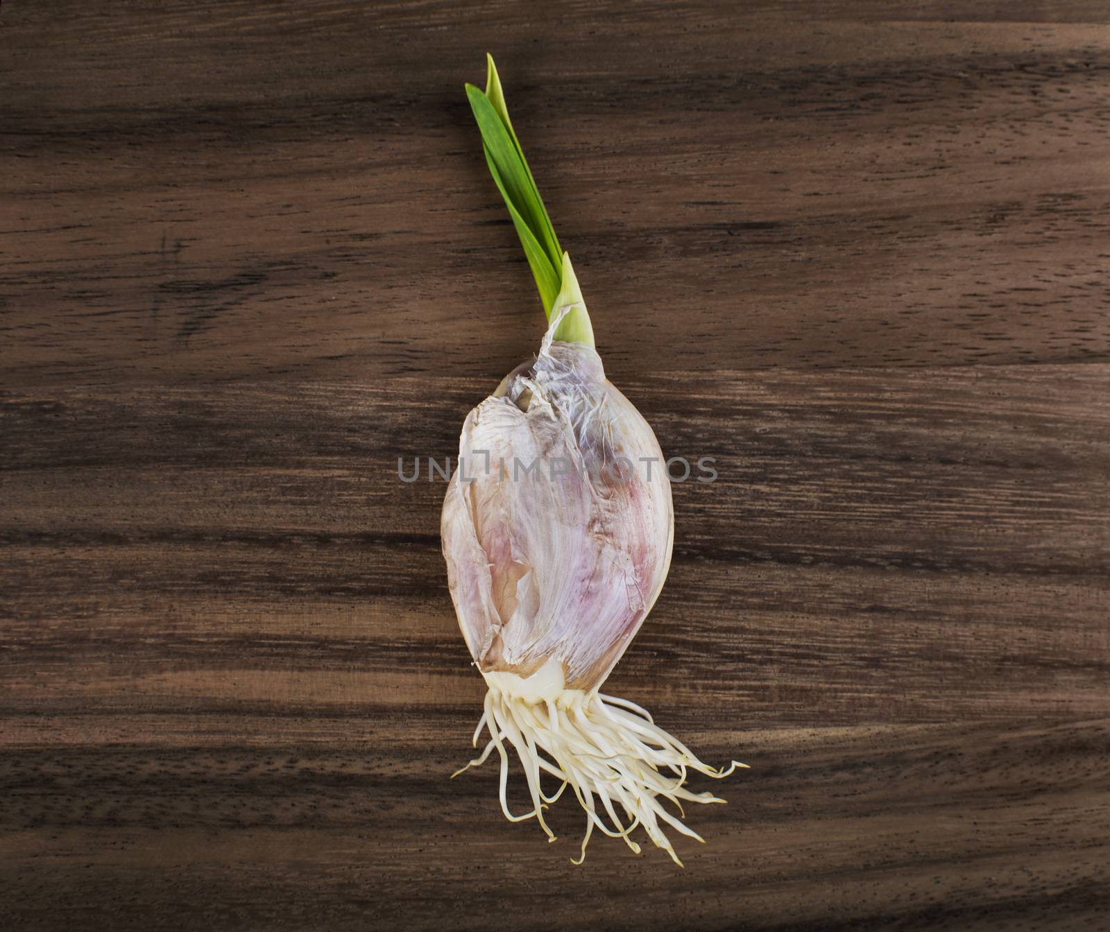 Garlic bulb sprout by rgbspace