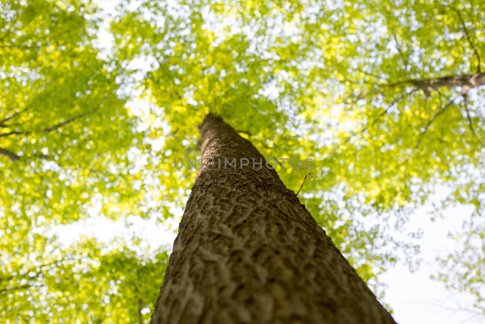 Maple tree trunk and branches POV by rgbspace