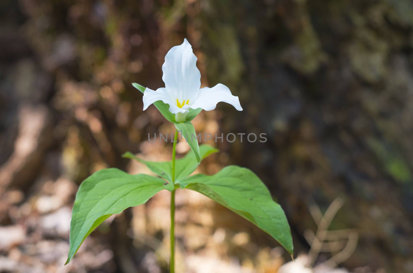 White trillium flower growing in the forrest