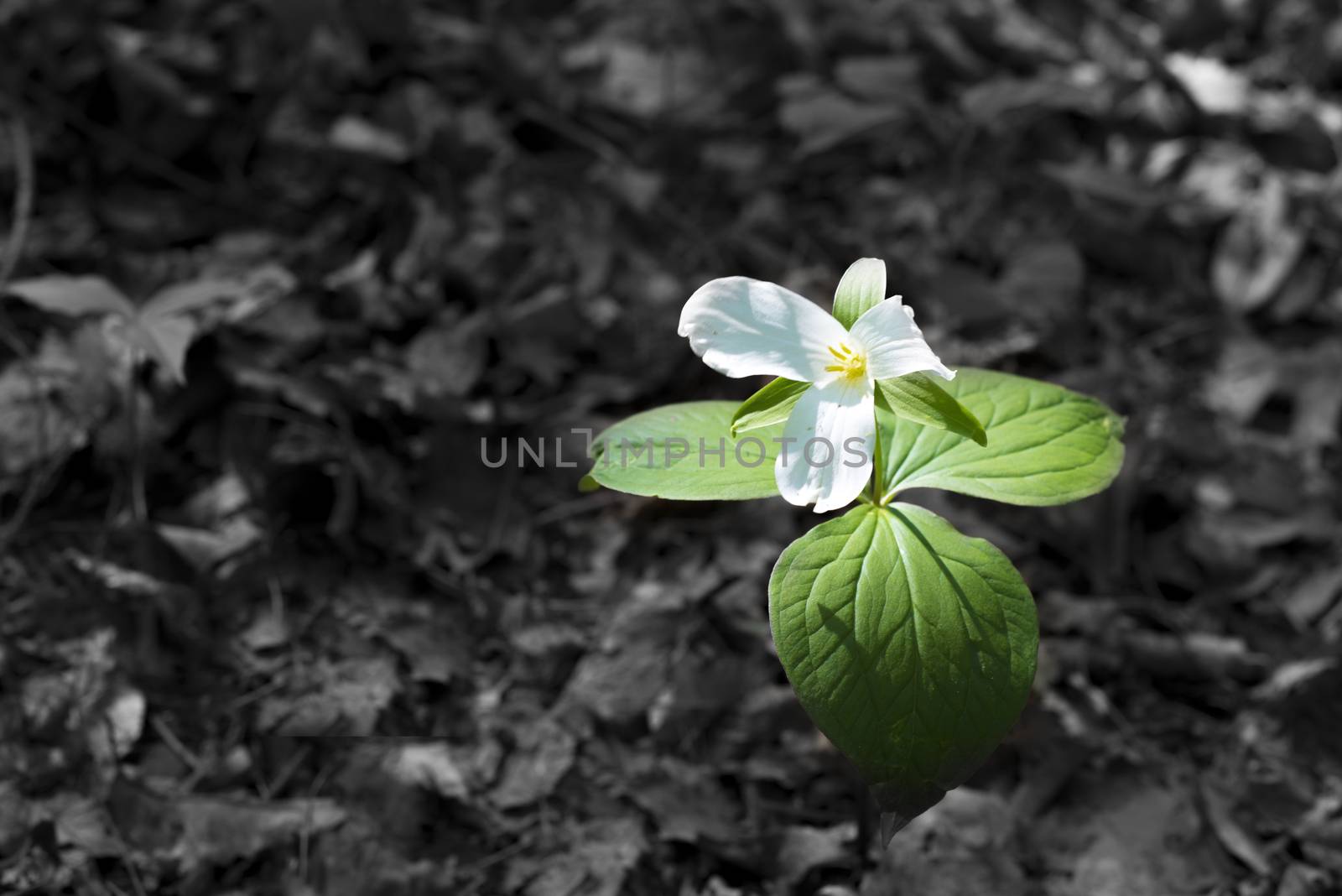 White trillium flower growing in the forrest