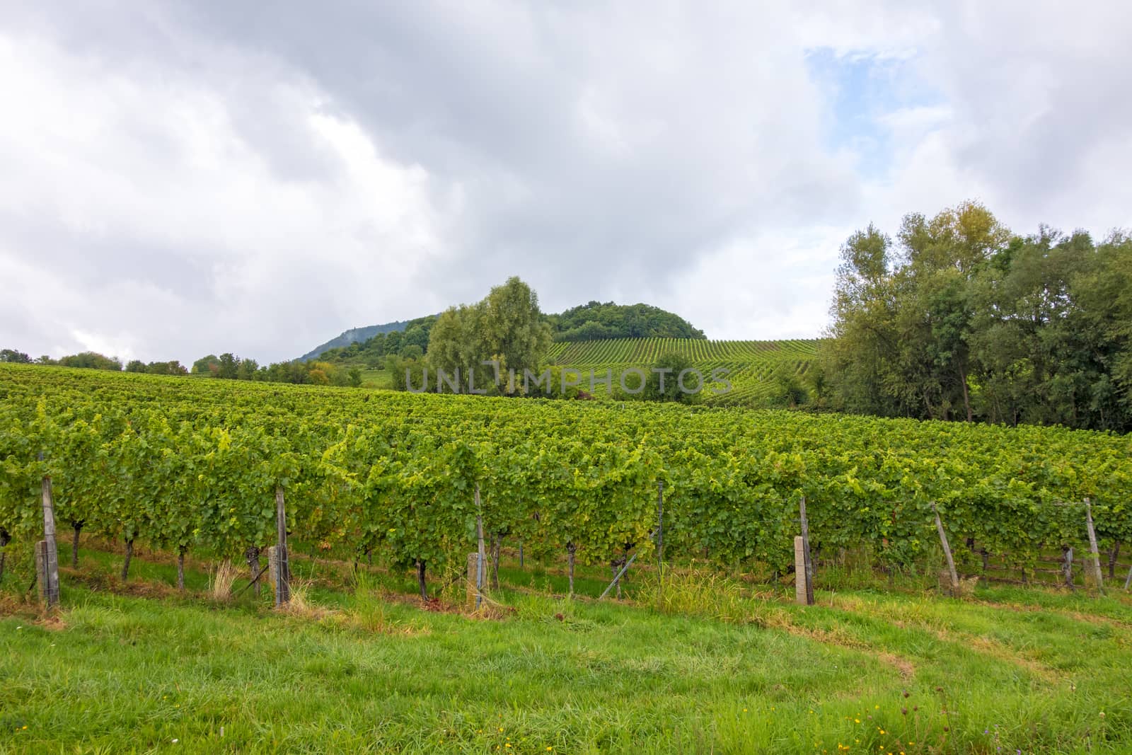 Vineyard, Germany near Neustadt a. d. Weinstrasse