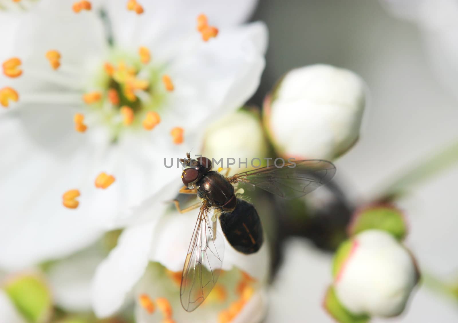 Small insect on spring blossom