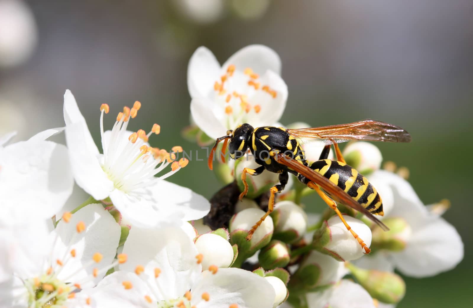 Closeup of yellow wasp on the blossom