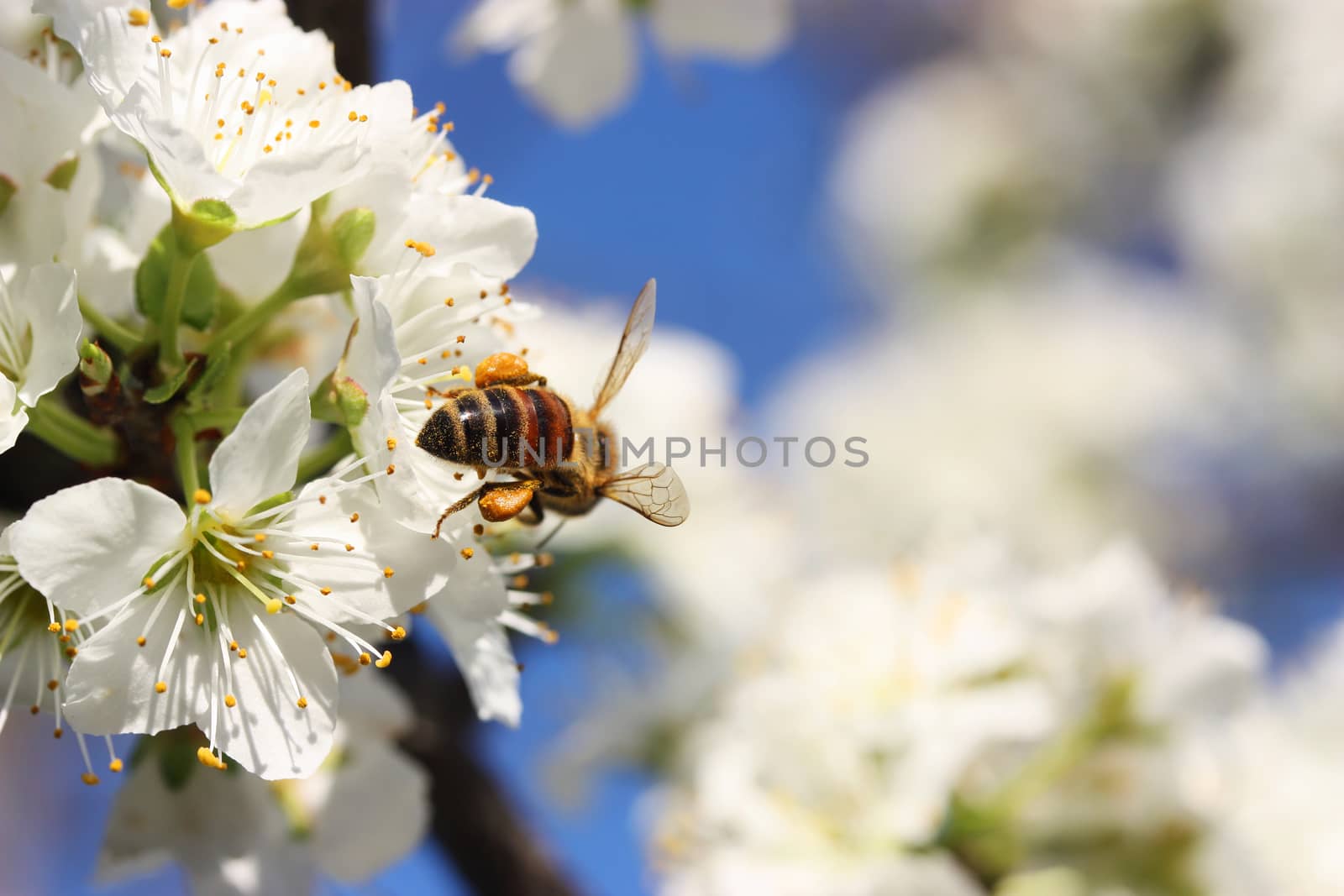 Bee gathering nectar from tree blossom