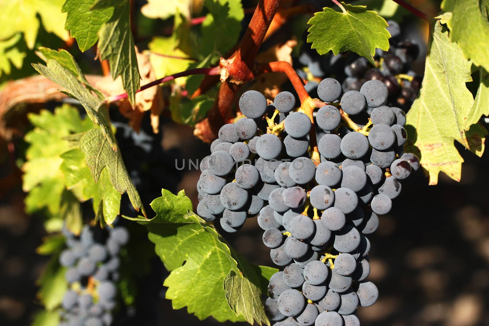 Fresh grapes on vineyard