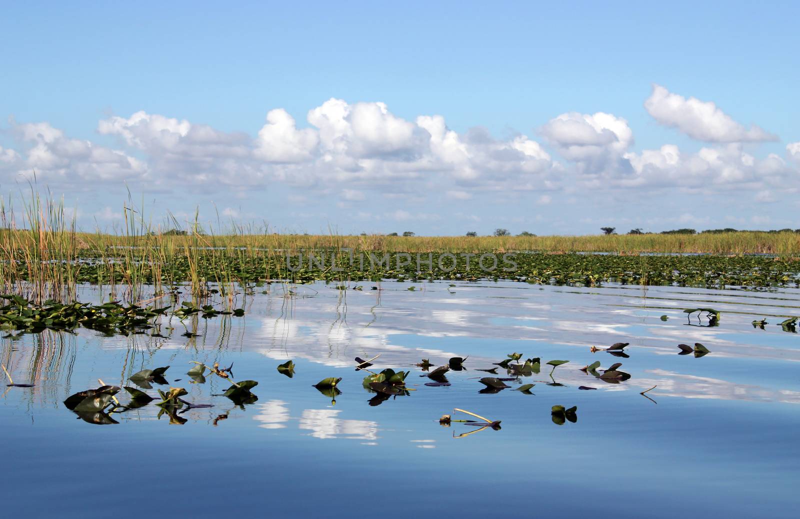 Waterlilies on wetland in Everglades Florida