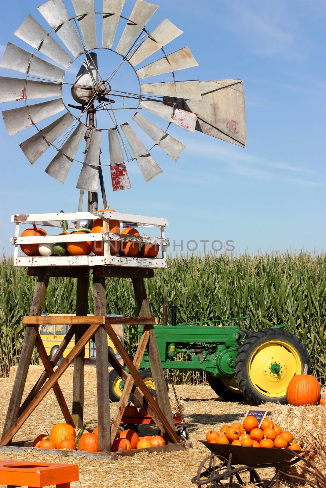Pumpkins on Farm by ziss