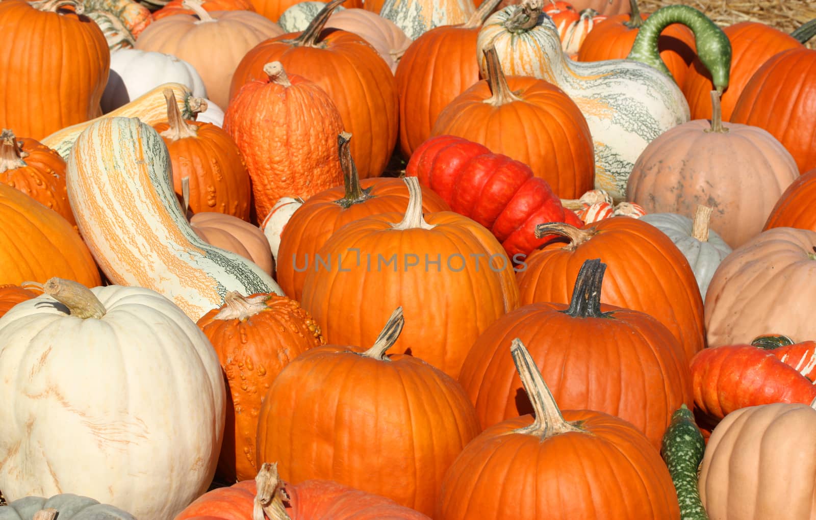 Ripe autumn pumpkins