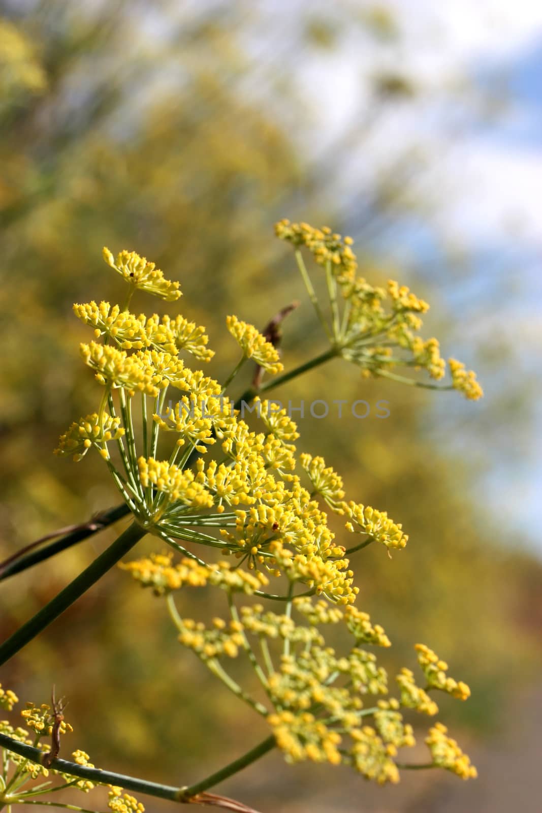 Yellow blossom near country road