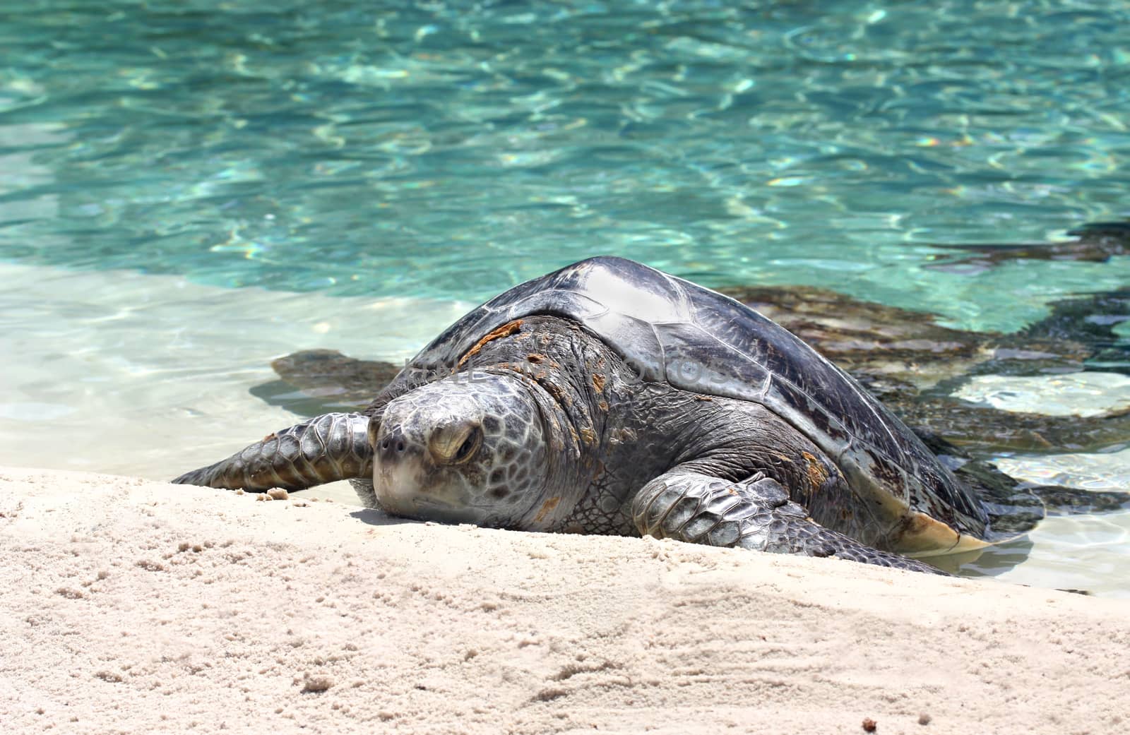 Big turtle on sand near water