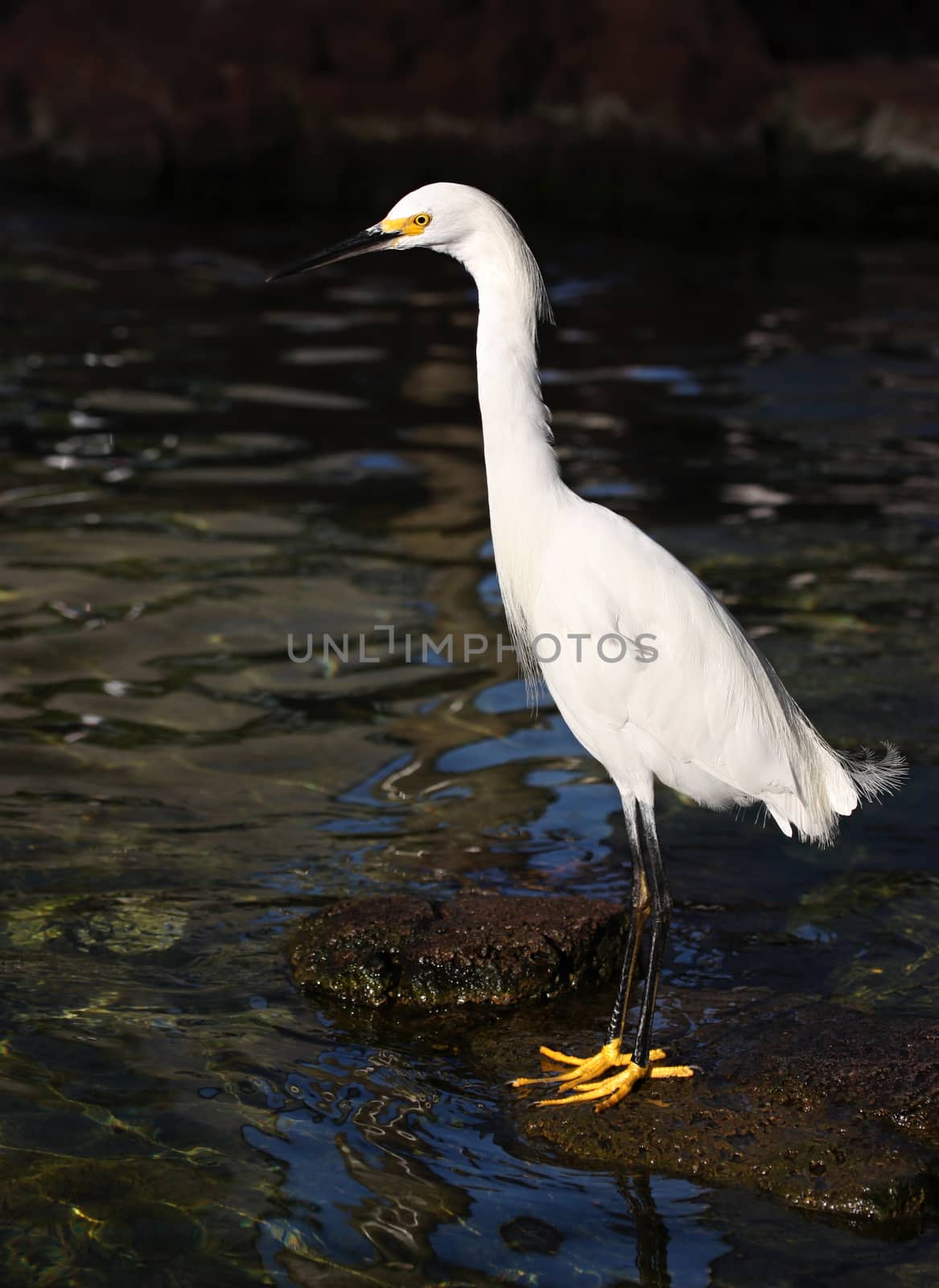White egret on the rock near water