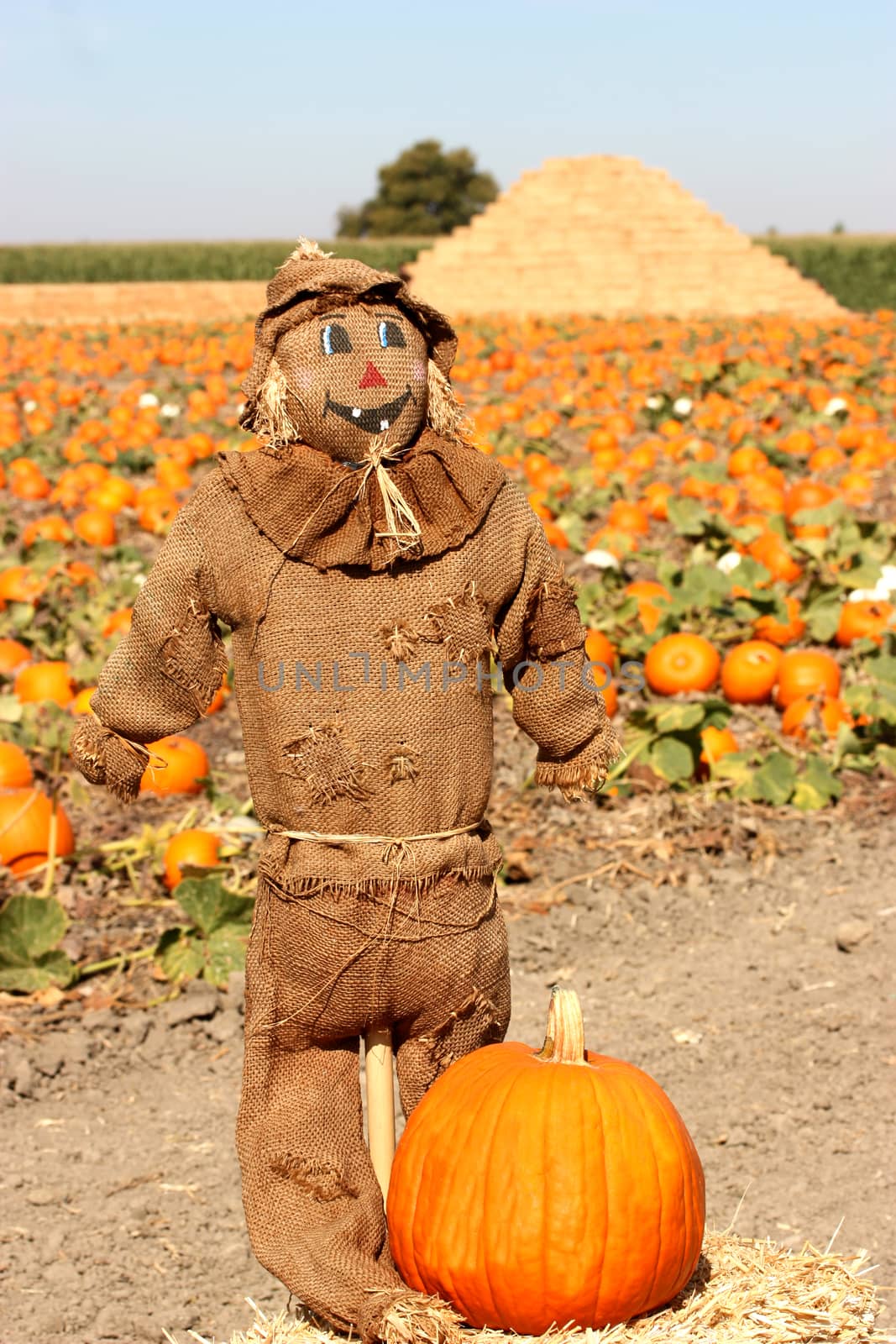 Scarecrow on autumn pumpkin field