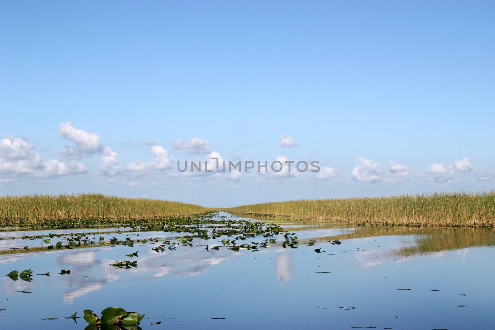 Scene of beautiful Everglades in Florida