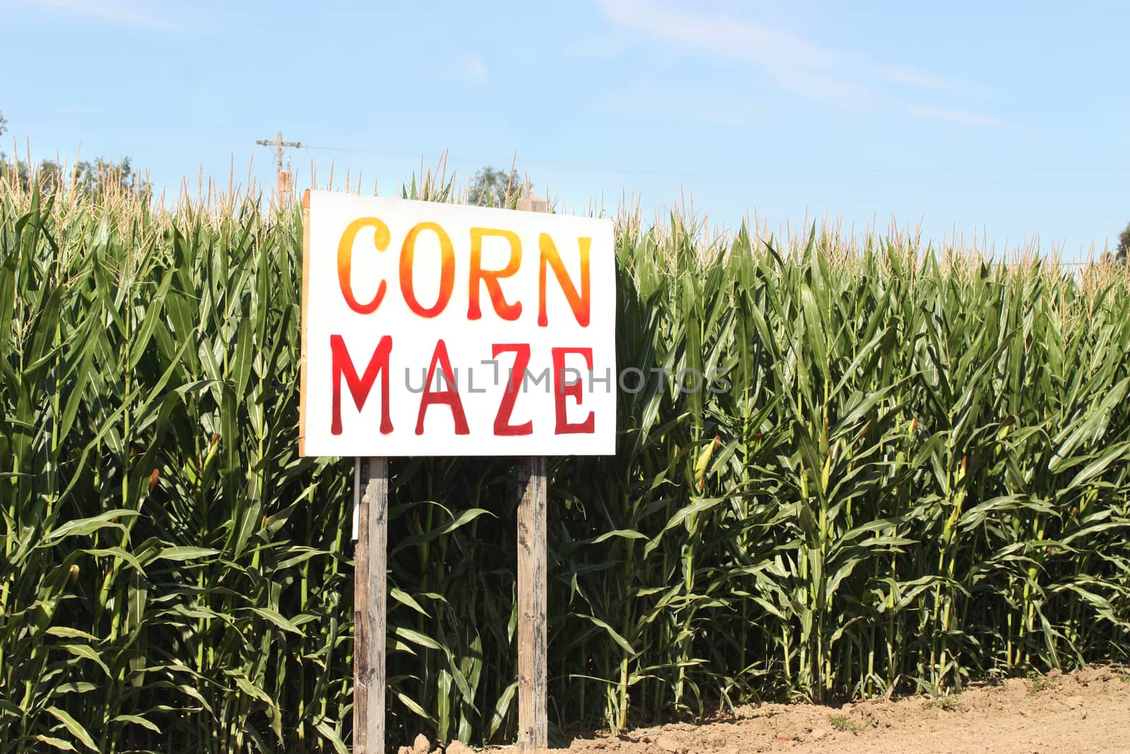 Corn Maze by ziss