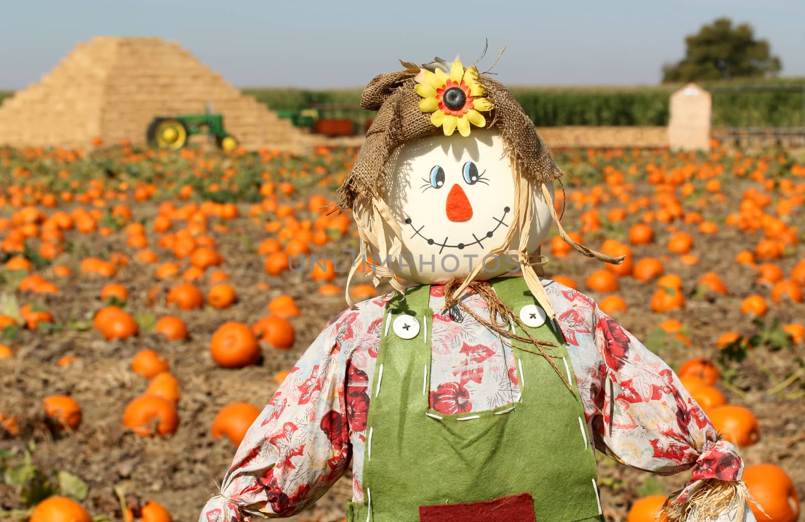 Scarecrow in autumn pumpkin field