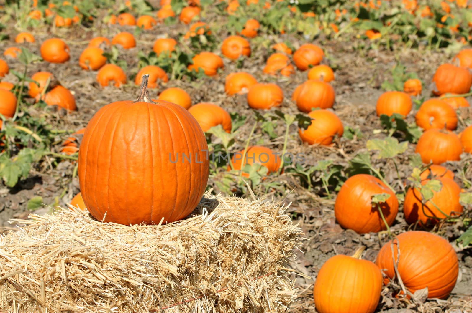 Ripe orange pumpkins on farm ground