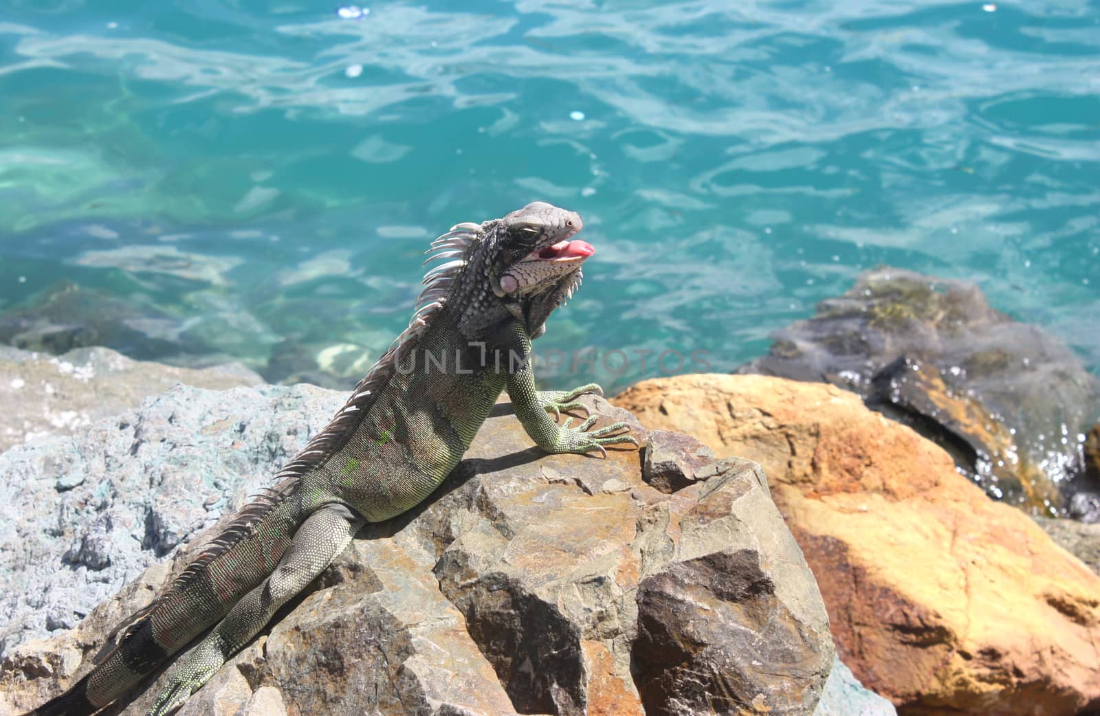 Young iguana on the rock near water