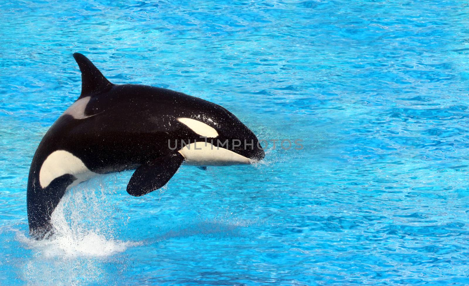Big killer whale jumping on water