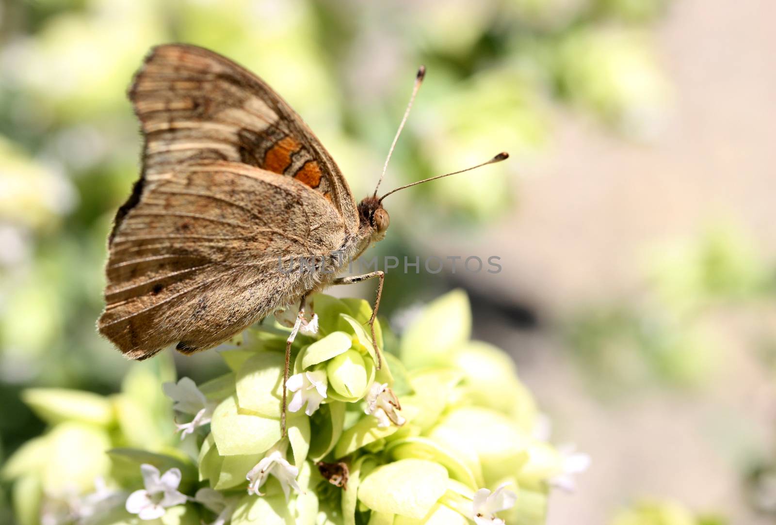 Brown Butterfly by ziss