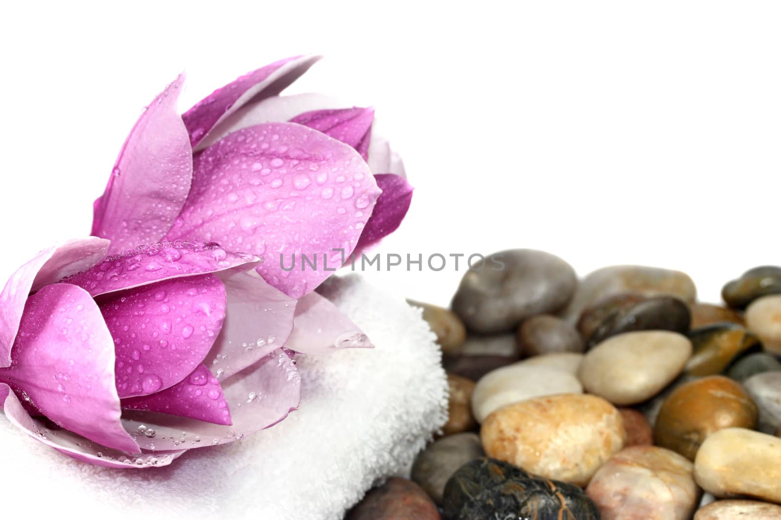 Magnolia blossom and rocks isolated on white