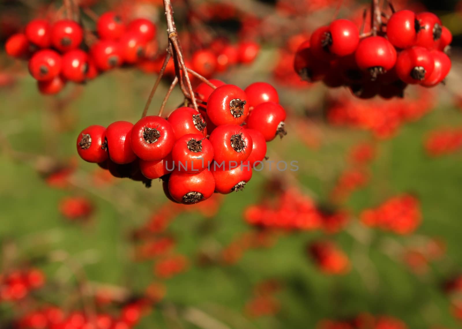 Bright red berries on tree branch