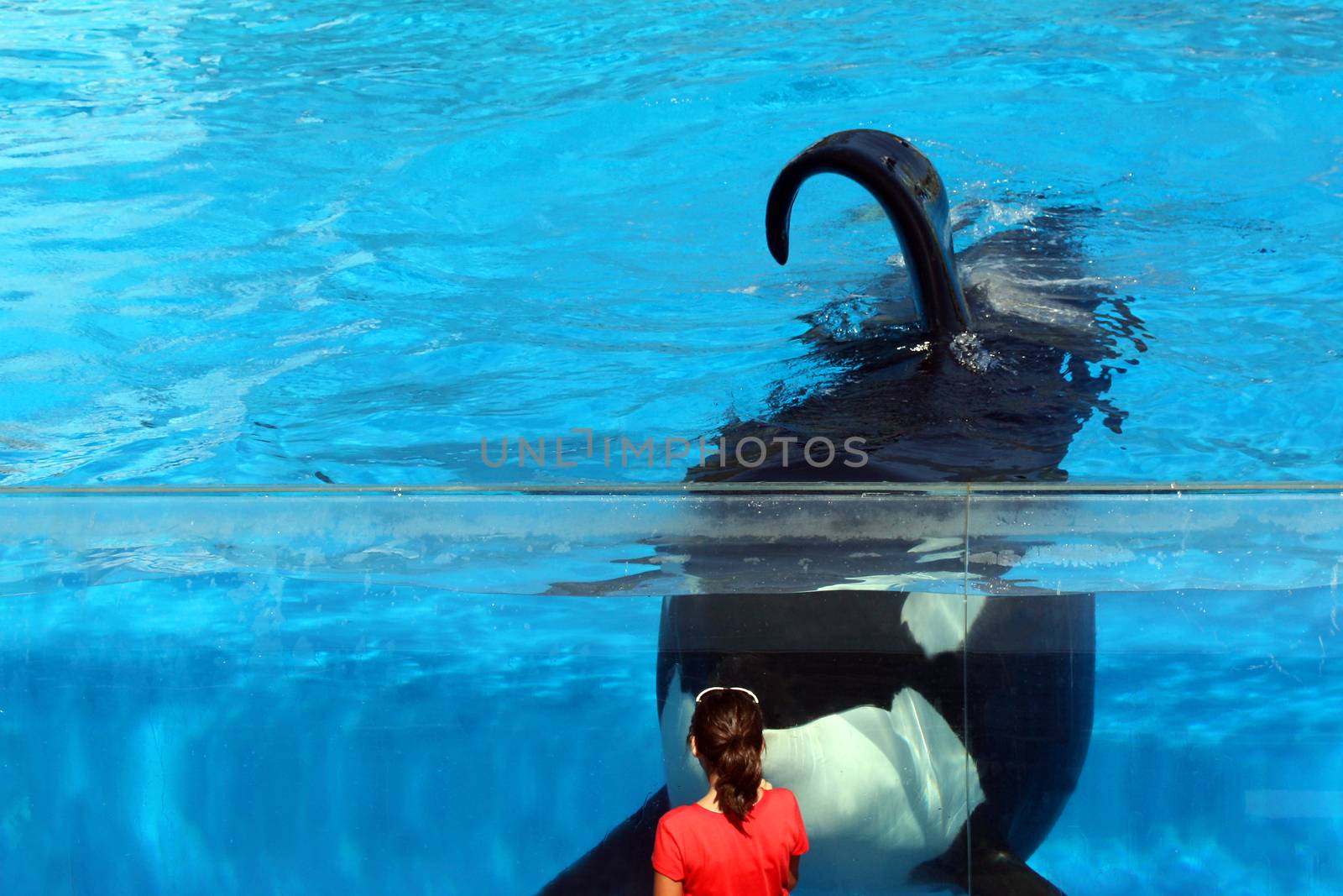 Young girl looking at friendly whale