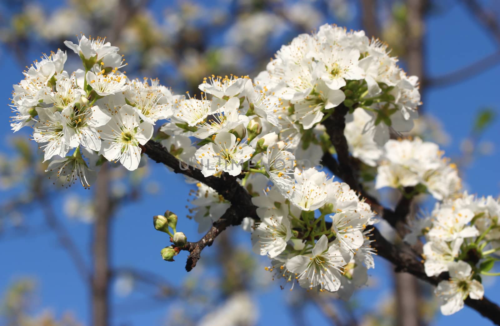 Beautiful white blossom on tree branch