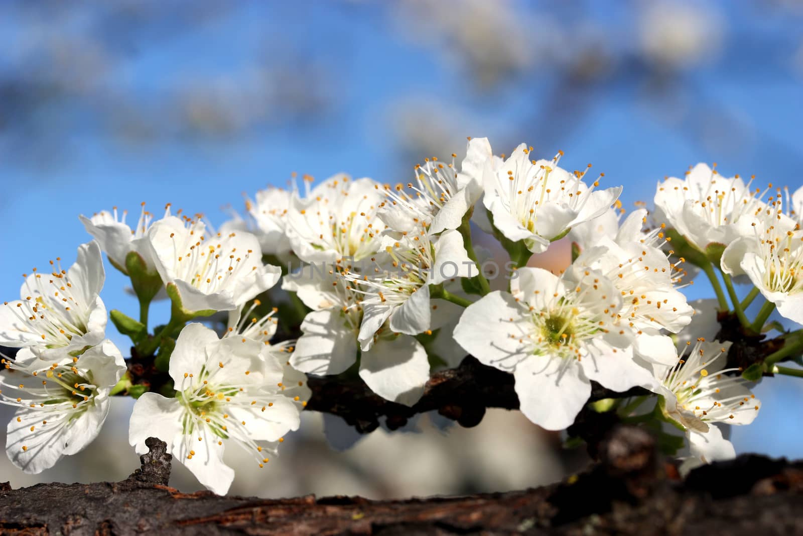 Beautiful white blossom on tree branch