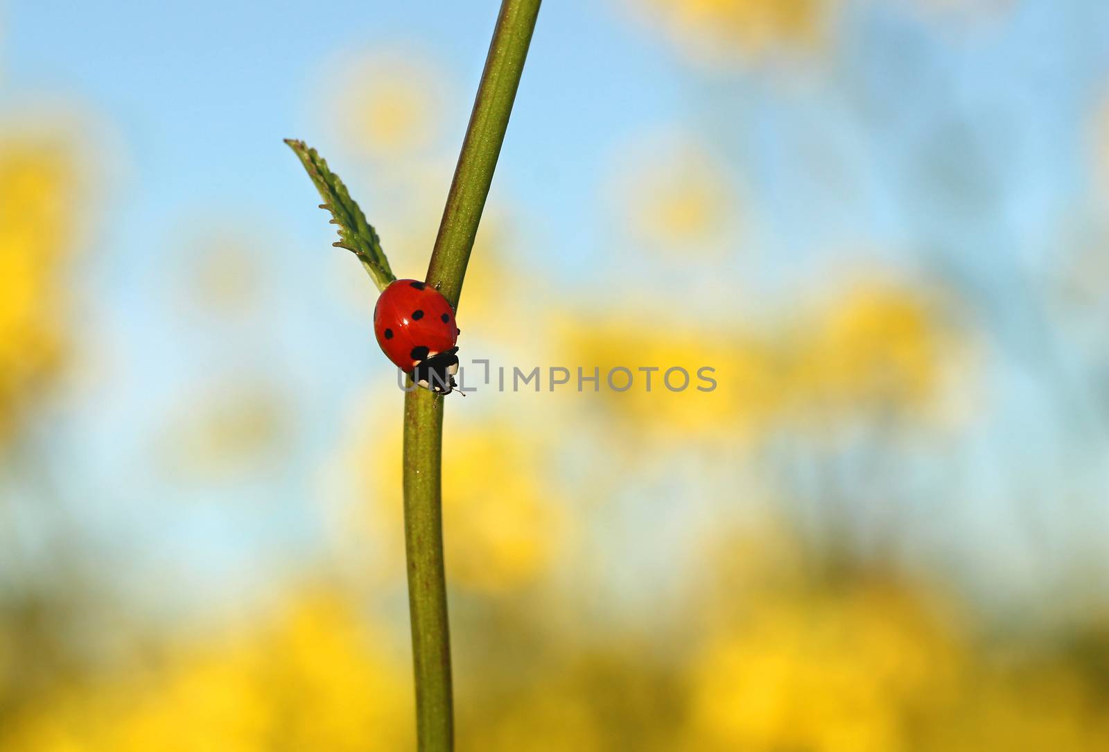Red ladybug on flower stem in the field