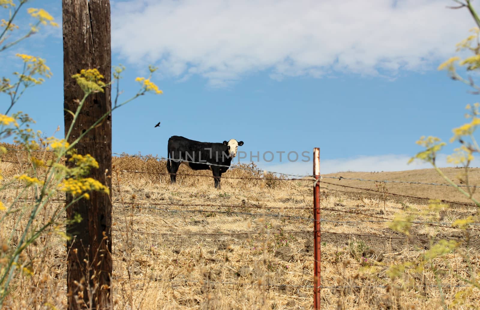 Lonely cow in the field
