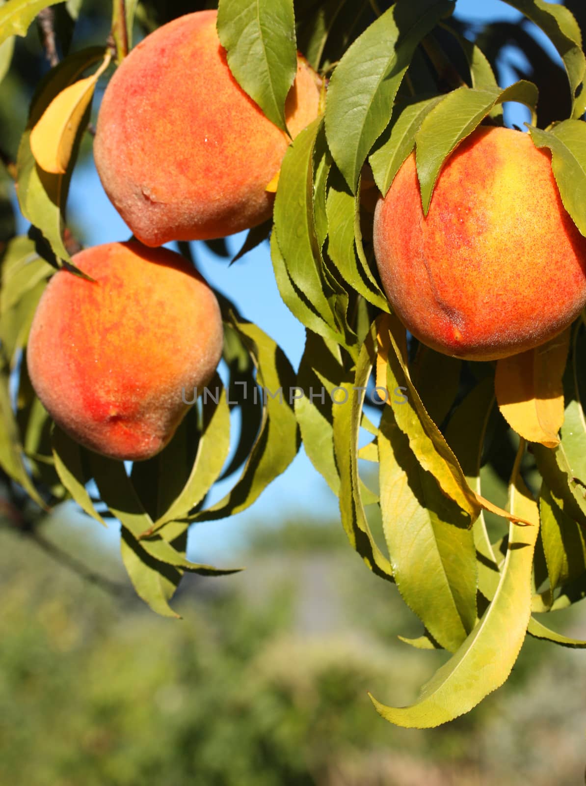 Ripe peaches on tree branch