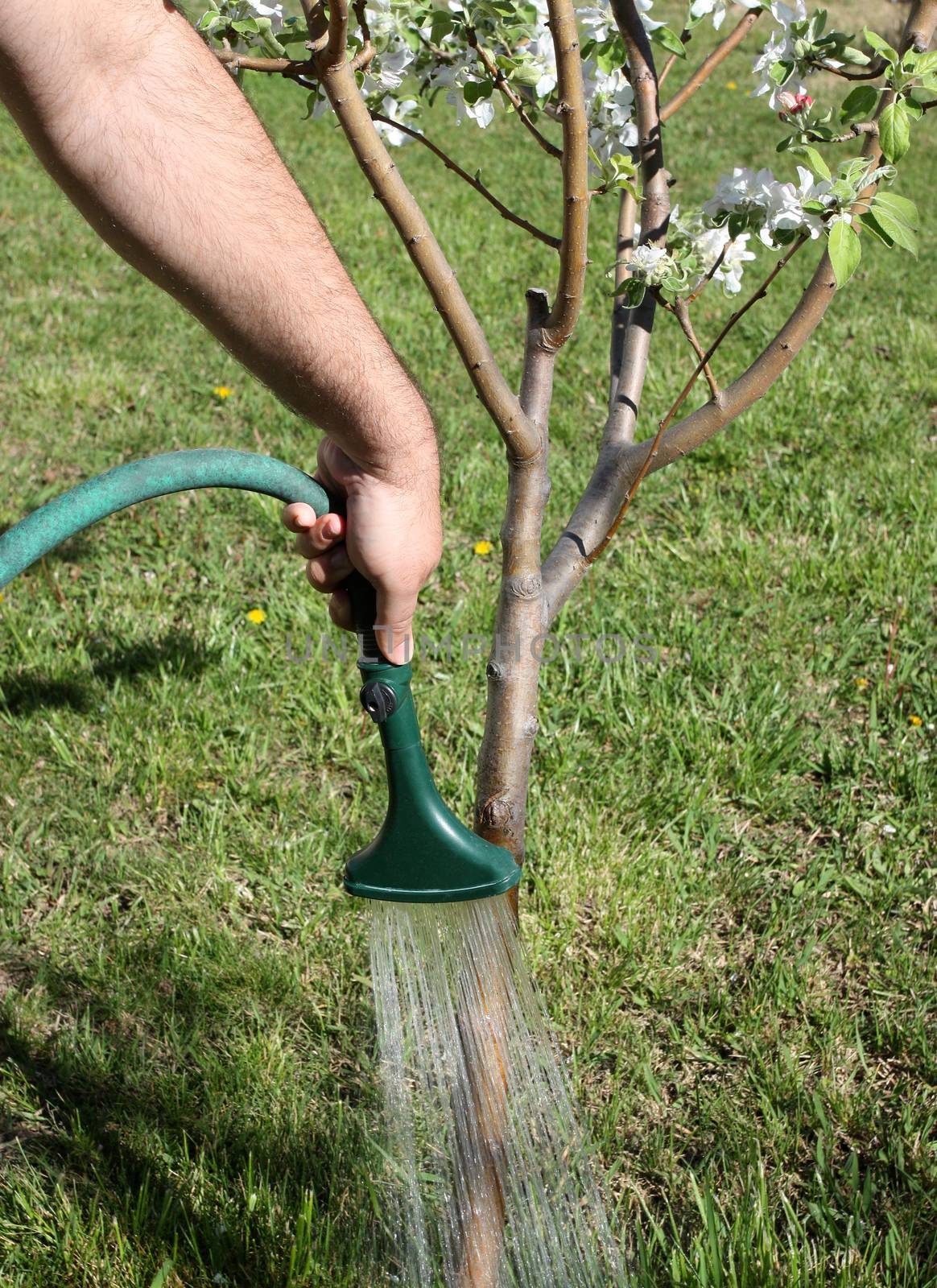 Gardener watering young fruit tree