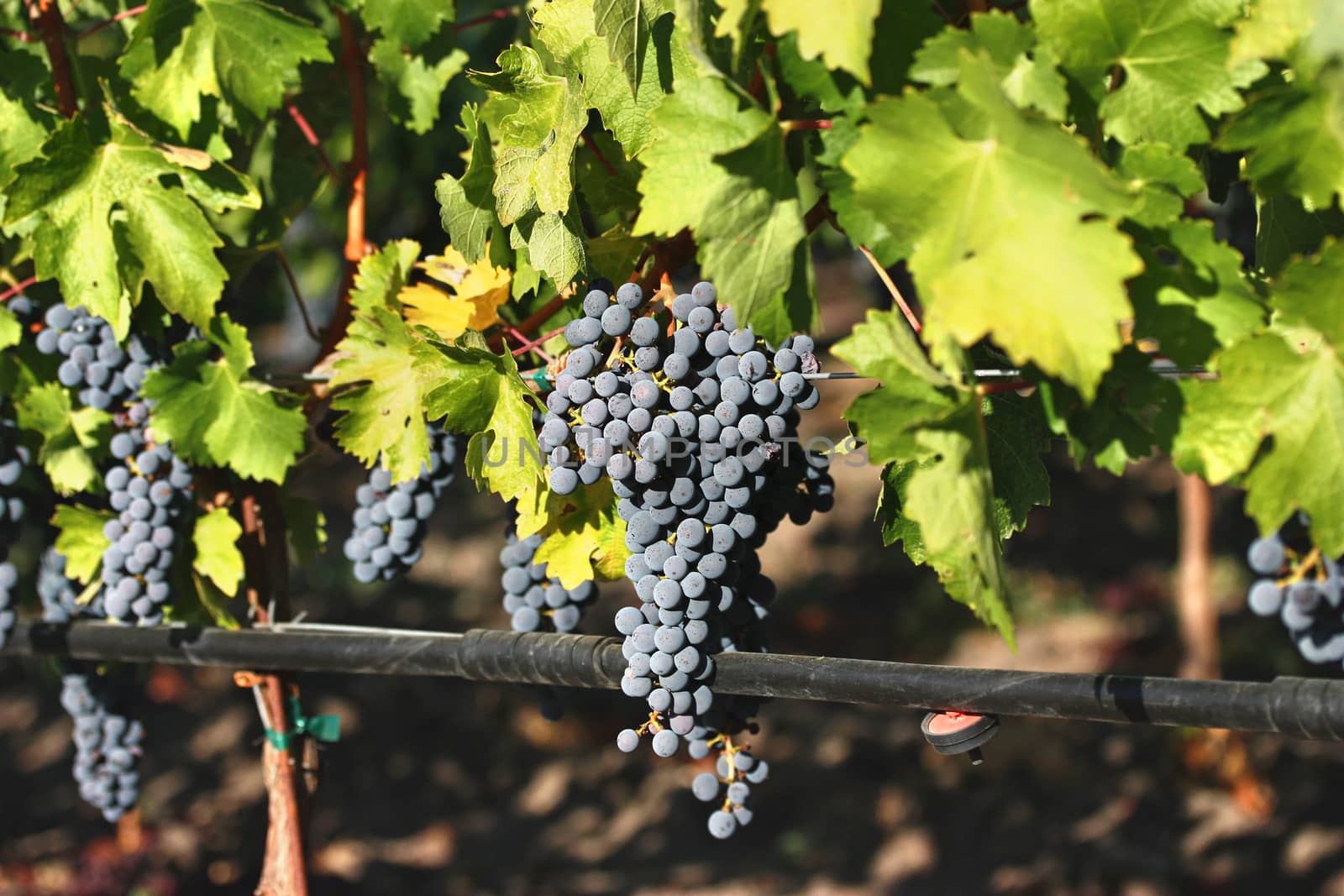 Ripe purple grapes in vineyard during autumn