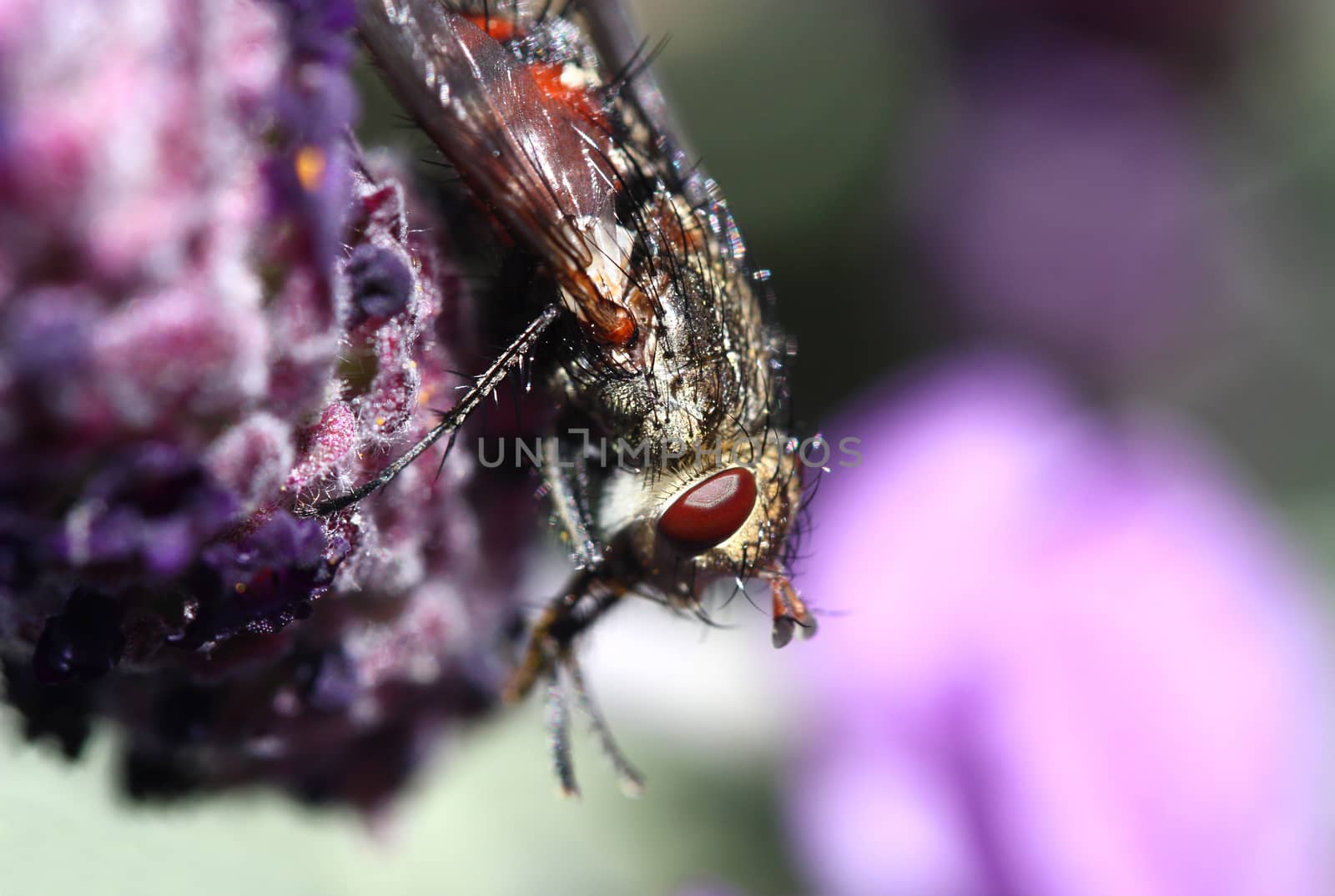 Close up of fly on lavender flower