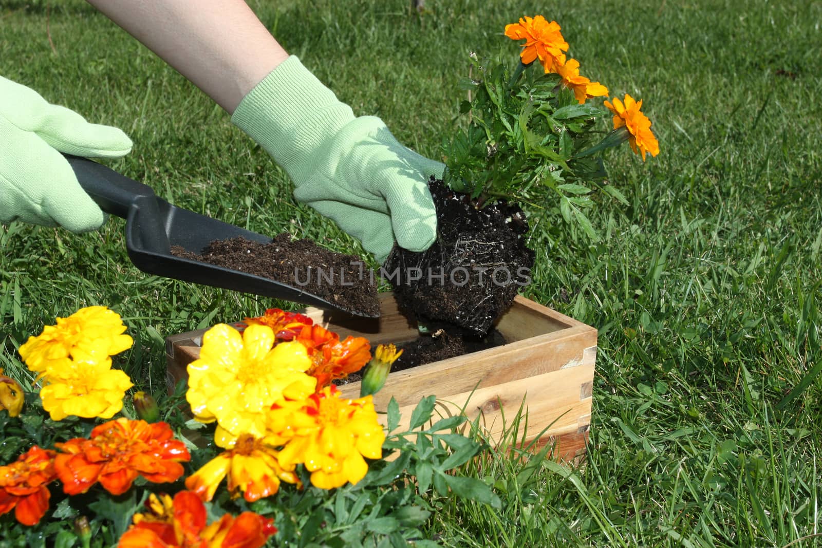 Potting flowers outdoors during spring