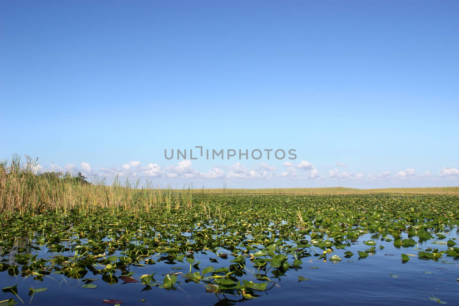 Everglades Florida by ziss