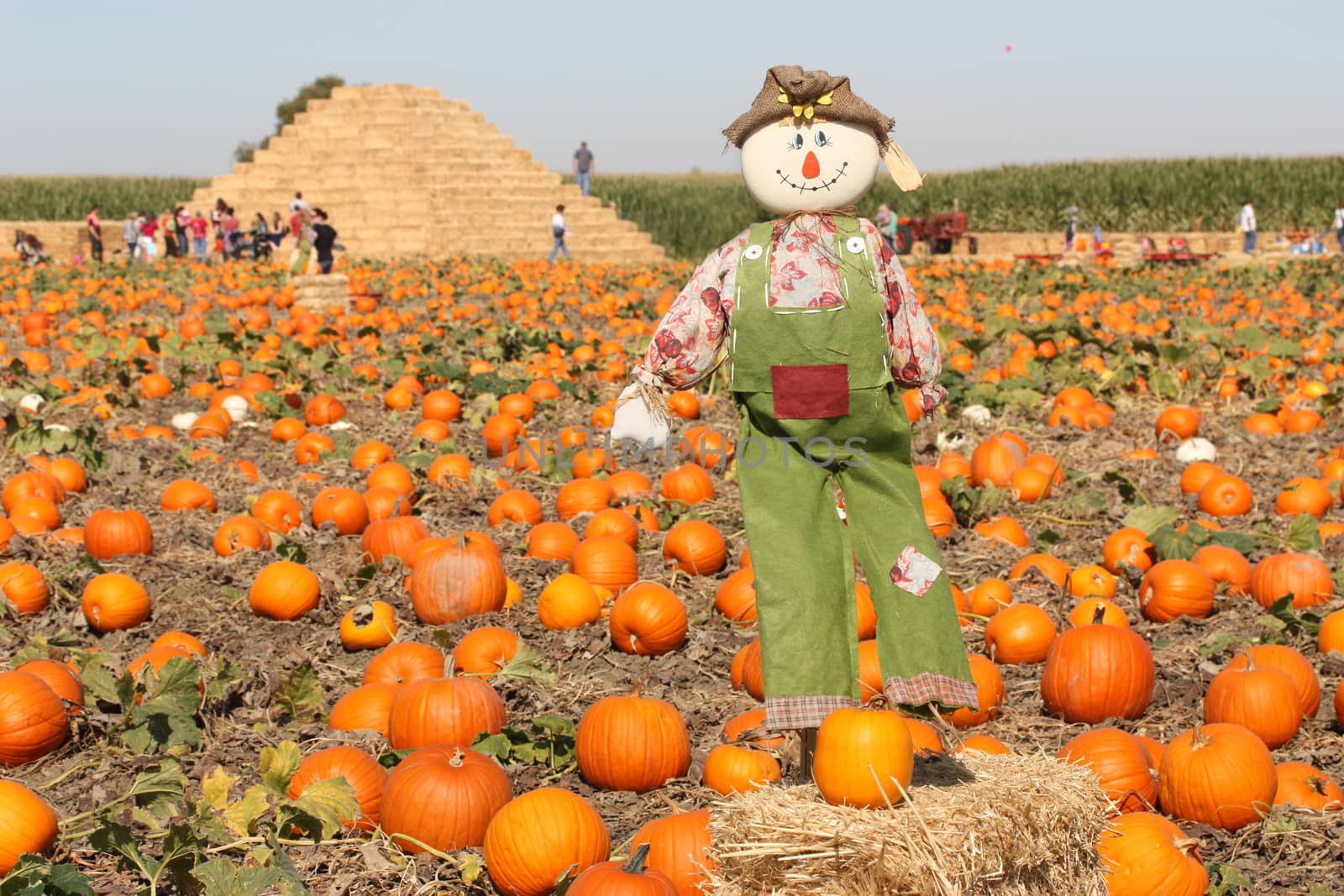 Scarecrow in autumn pumpkin field by ziss