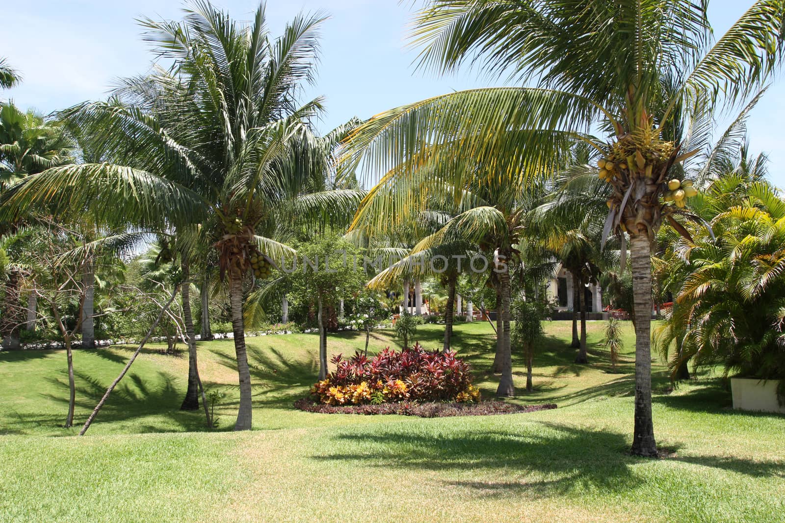 Tropical palm garden in beautiful paradise
