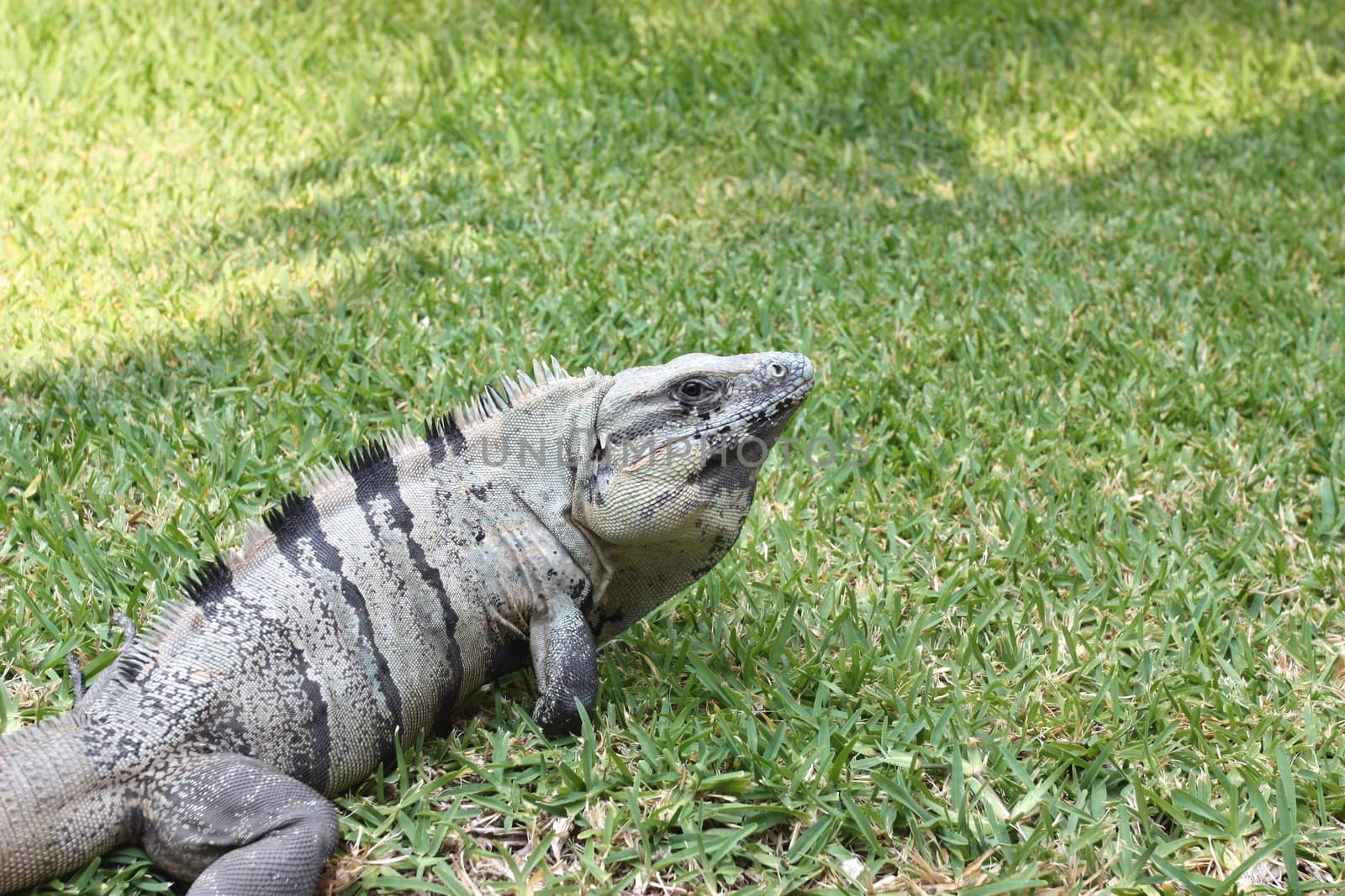 Large grey iguana on green grass