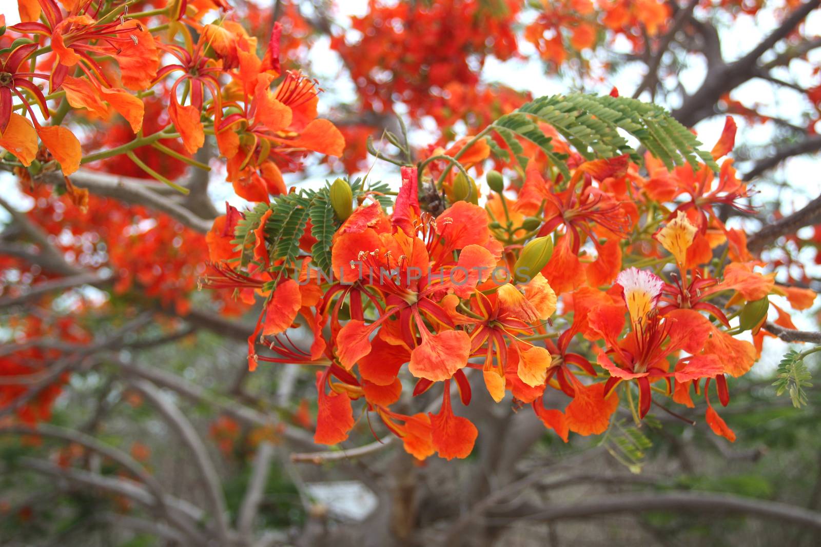 Beautiful orange delonix regia flower