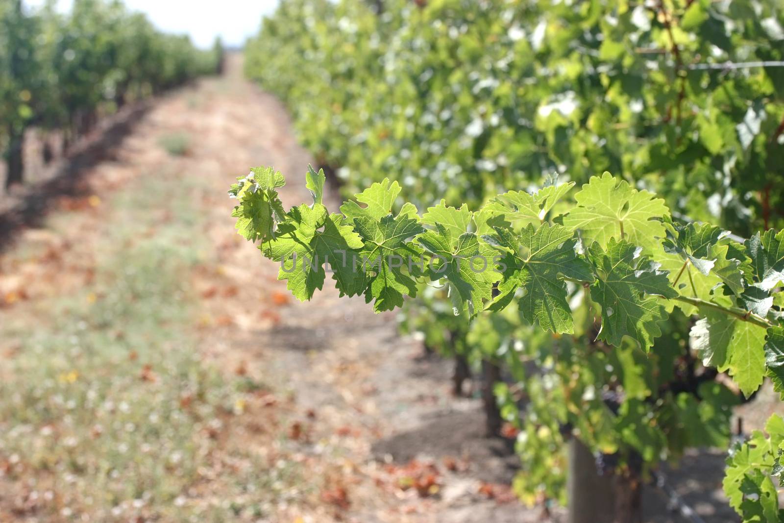 Closeup of grape vine leaves in Napa Valley