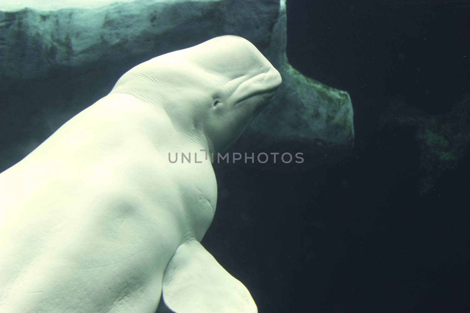Endangered white whale in water
