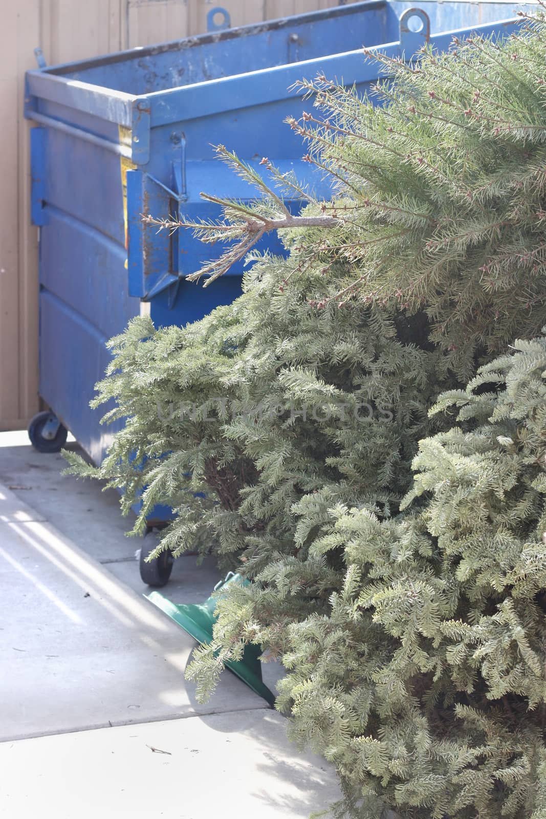 Stack of dry old christmas trees