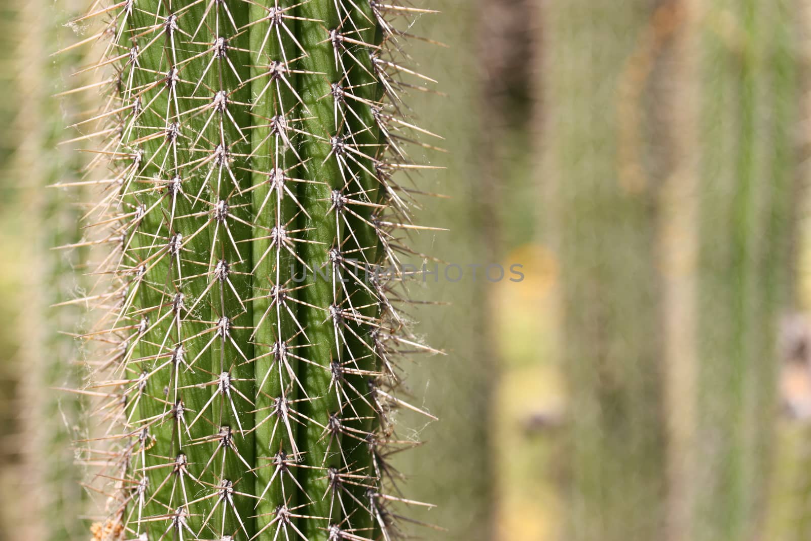 Close up of large cactus