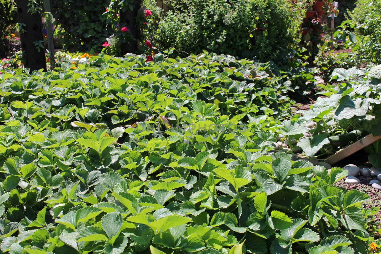 Young strawberry garden