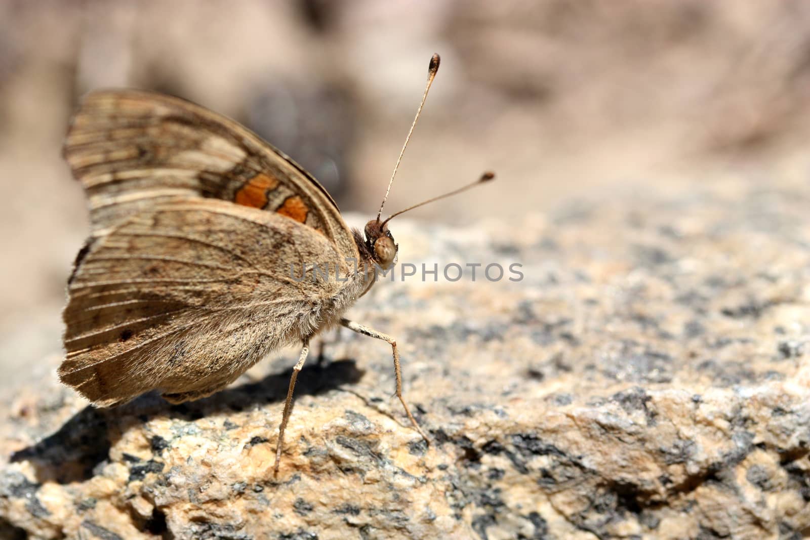 Buckeye Butterfly on the rock by ziss