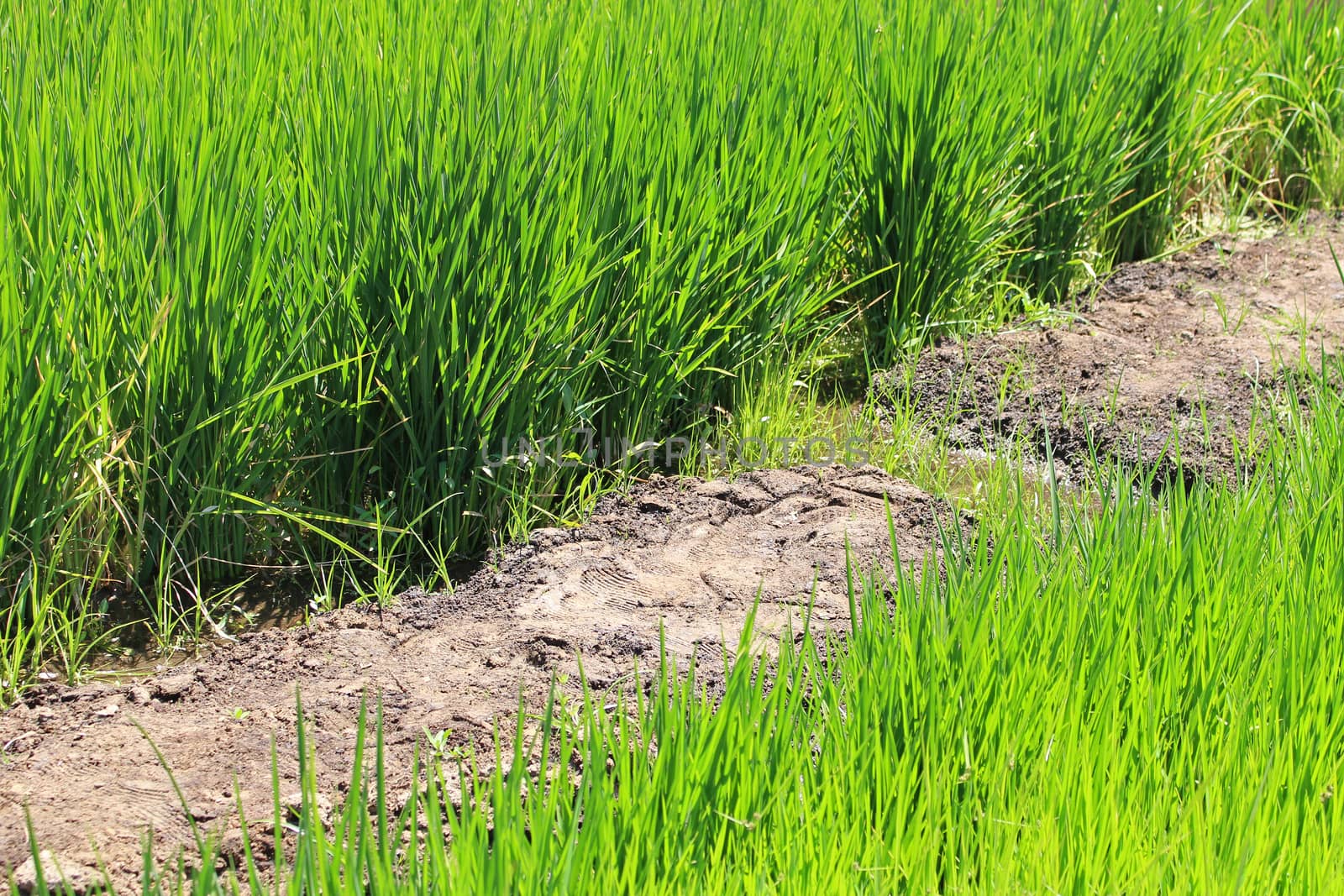 Growing rice during water shortage