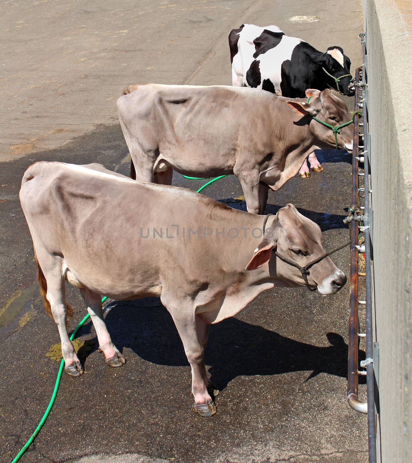 Three confined cows